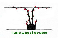 taille-guyot-pruning